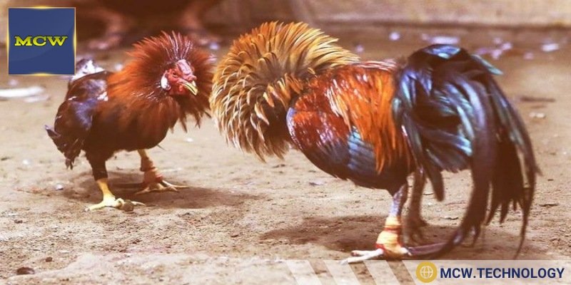 Phản hồi người chơi về trải nghiệm tại nhà cái