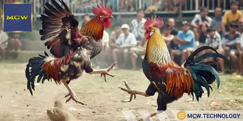 Điểm qua tiêu chí đánh giá top nhà cái đá gà uy tín 2025