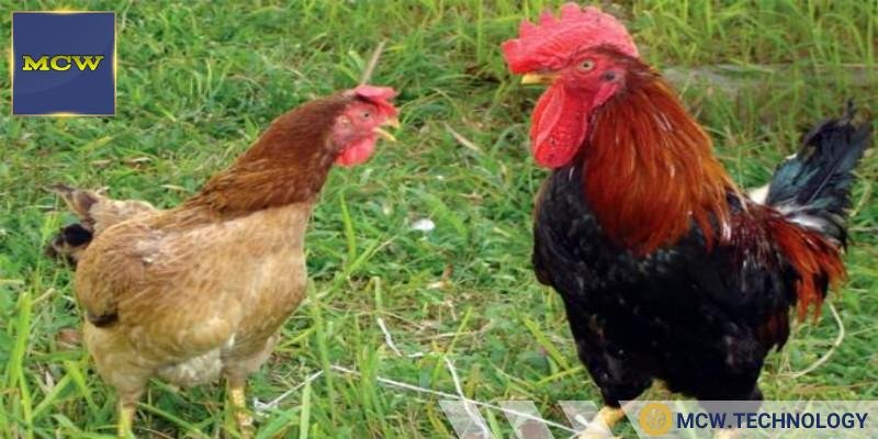 Cách phân biệt gà mái và gà trống đá rõ ràng