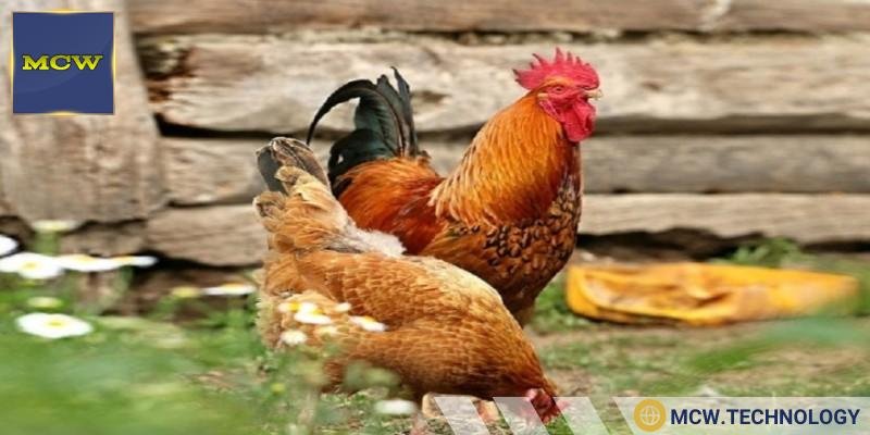 Hình dáng đuôi là sự nhận dạng rõ ràng
