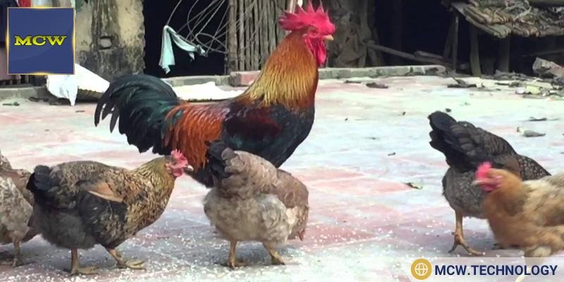 Những sai lầm hay mắc phải khi phân biệt gà trống gà mái