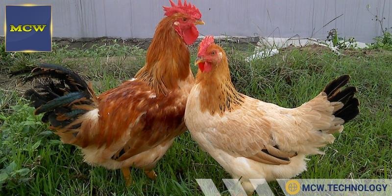 Tiếng gáy vang trời của gà trống khiến người ta dễ nhận ra