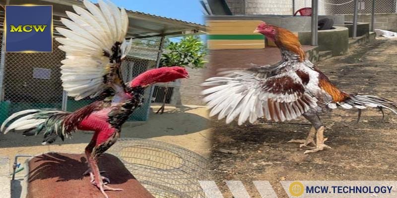 Đá gà hợp pháp ở đâu là an toàn nhất