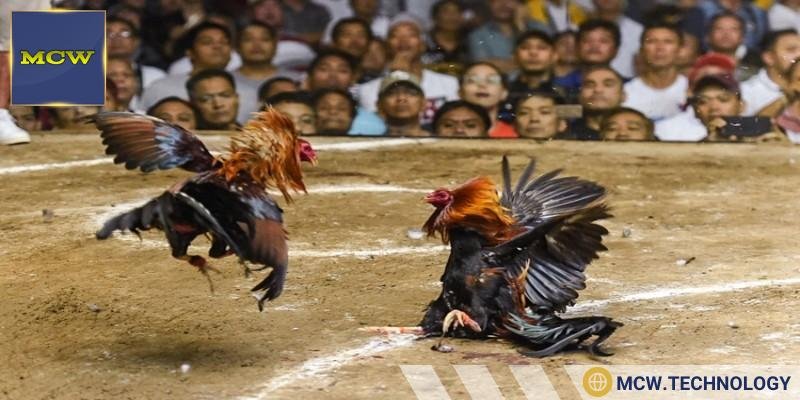 Giải đáp chi tiết vấn đề chơi đá gà bị bắt không
