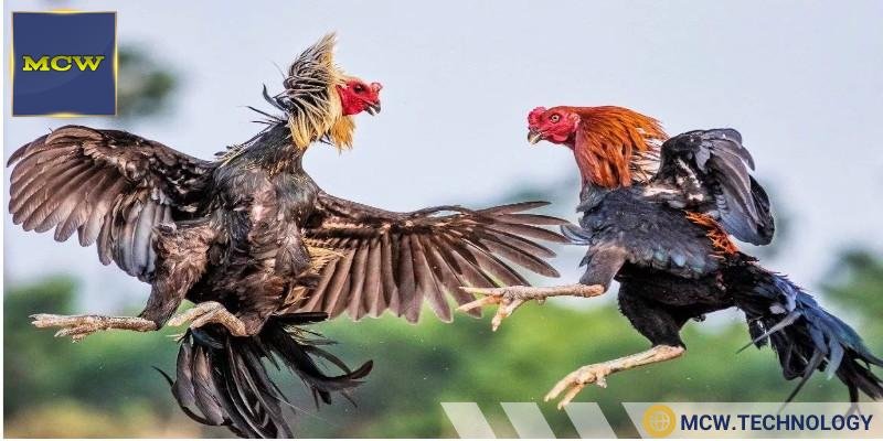 Hình phạt thường gặp khi tham gia chơi đá gà