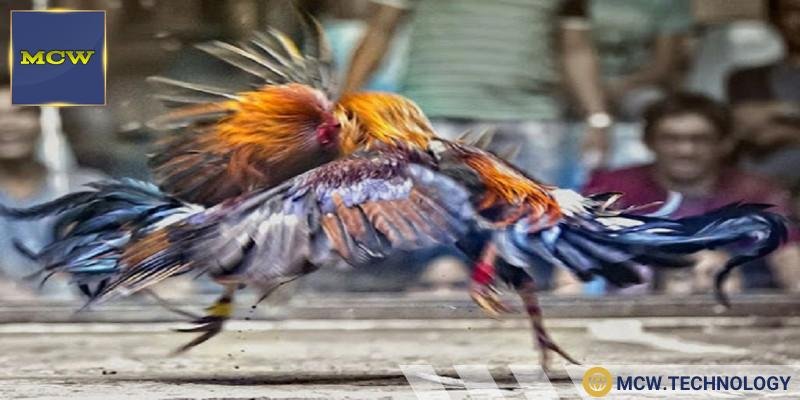 Lời khuyên hữu ích cho người tham gia chơi đá gà